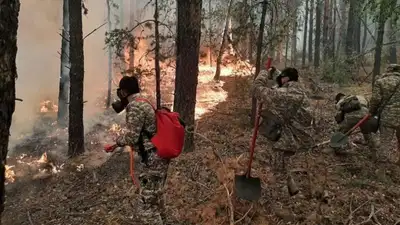 Минцифровизации не нашло связи между пожарками и незаконной рубкой леса, фото - Новости Zakon.kz от 26.07.2023 16:41