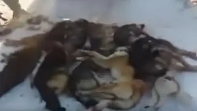 Zakon.kz, фото - Новости Zakon.kz от 12.01.2017 20:29