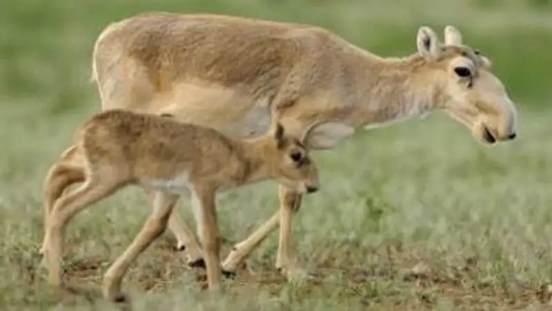 В МОСВР РК обеспокоены поголовьем сайгаков