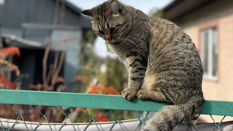 Как будет работать обязательный учет собак и кошек в Казахстане