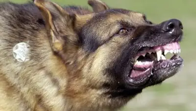 Zakon.kz, фото - Новости Zakon.kz от 29.09.2016 07:57