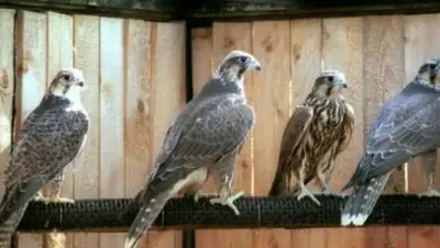 Zakon.kz, фото - Новости Zakon.kz от 05.07.2017 17:02