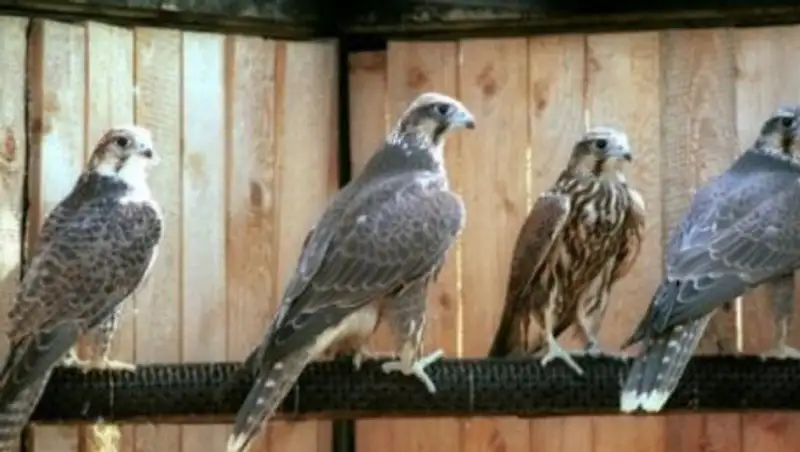 Двое казахстанцев осуждены на 4 года за контрабанду редких птиц в России