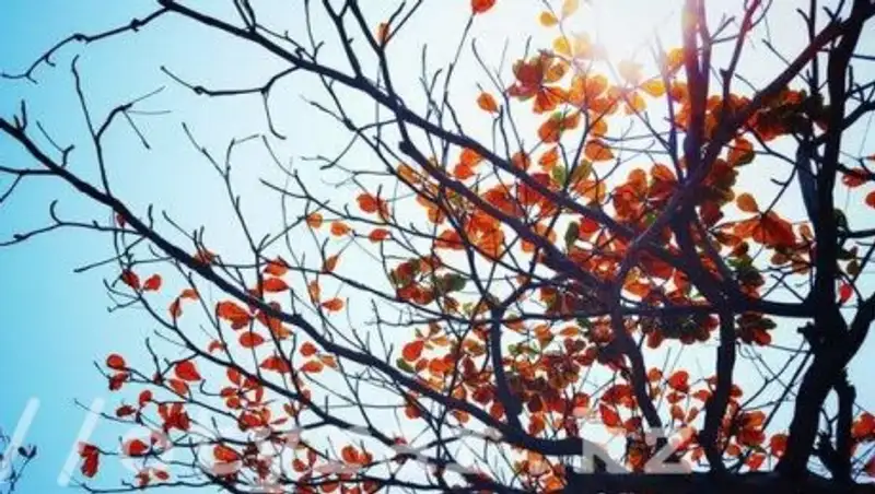 Дожди пройдут в ряде регионов Казахстана