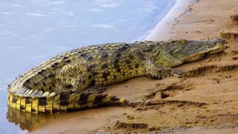 Трехметрового крокодила заметили на одном из пляжей Пхукета