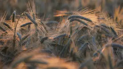 Казахстан пшеница экспорт, фото - Новости Zakon.kz от 28.08.2023 13:05
