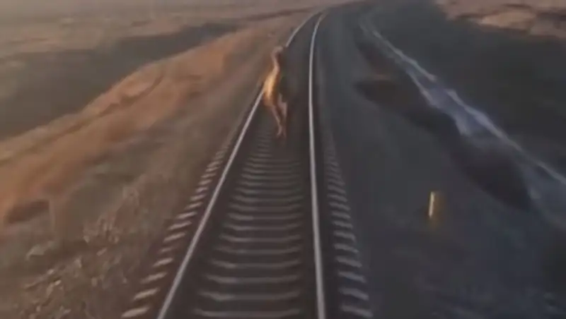 Поезд задержали из-за бегущего по путям верблюда