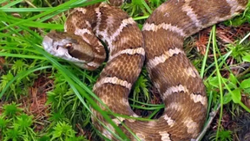 Жителей Актау напугала большая змея