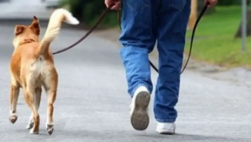 В Астане за нарушения правил содержания домашних животных оштрафованы 1329 человек