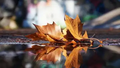 pixabay.com, фото - Новости Zakon.kz от 13.10.2021 14:50