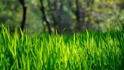 felsefetasi.org, фото - Новости Zakon.kz от 19.03.2018 17:15