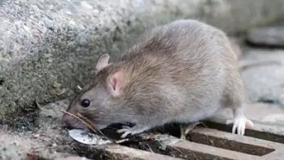 gazzettadinapoli.it, фото - Новости Zakon.kz от 21.09.2018 07:24