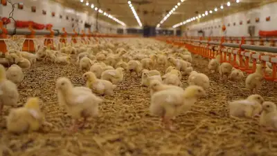 птицефабрика, фото - Новости Zakon.kz от 03.08.2022 22:03