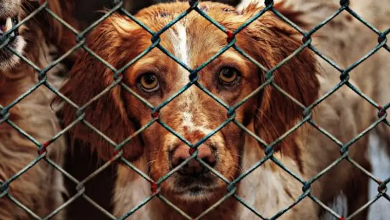 Хозяйка приюта для животных исчезла вместе с их трупами