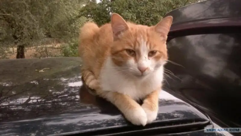 В США кот прокатился с ветерком на крыше авто