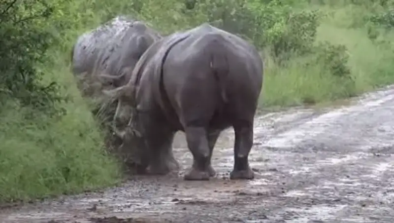 Битва двух носорогов попала на видео