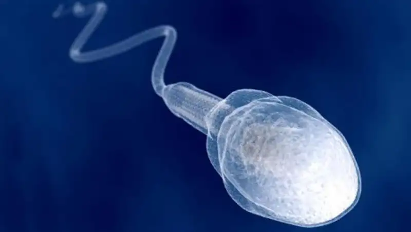 Немецкие учёные нашли новое применение сперме