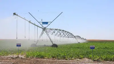 В Жамбылской области провели традиционный День поля, фото - Новости Zakon.kz от 19.08.2022 10:37
