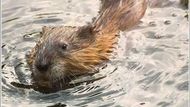 Браконьер, промышлявший отловом ондатр, задержан в заповеднике Алматинской области