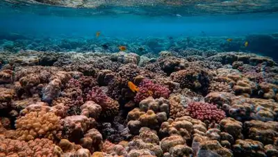 pexels.com, фото - Новости Zakon.kz от 11.05.2021 17:57