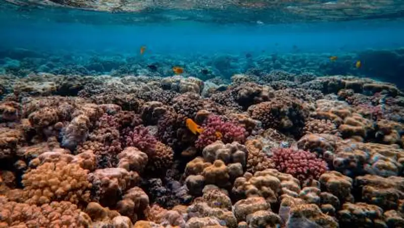 Коралловые рифы могут окончательно исчезнуть