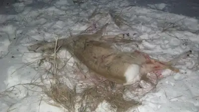 Zakon.kz, фото - Новости Zakon.kz от 24.12.2014 15:09