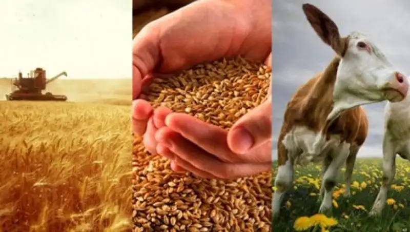 Аграрии Акмолинской области с воодушевлением восприняли Послание Президента