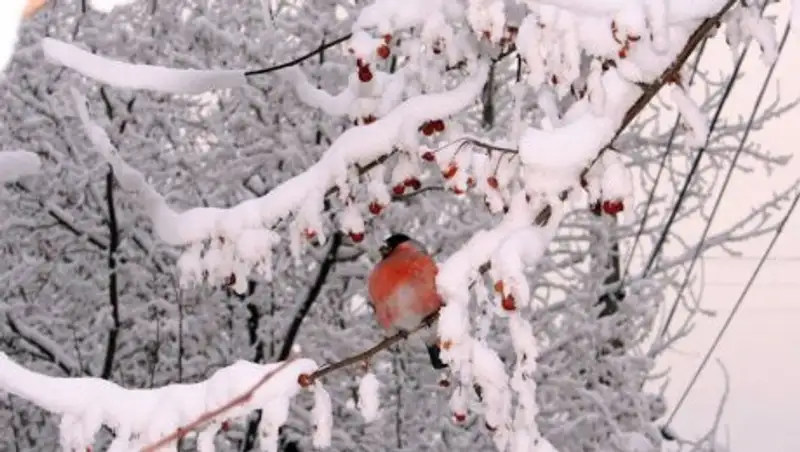 Какая погода ожидает казахстанцев в феврале