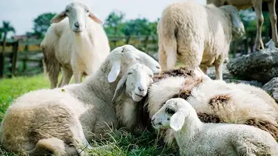 овцы съели плантацию каннабиса 