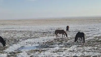 yvision, фото - Новости Zakon.kz от 21.03.2021 10:26