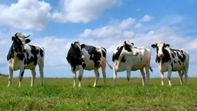 Ученые Казахстана определят, где можно будет пасти КРС