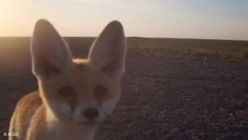 Лисенка из Устюрта поймали на фото