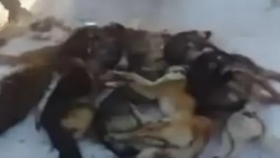 Zakon.kz, фото - Новости Zakon.kz от 18.01.2017 18:57