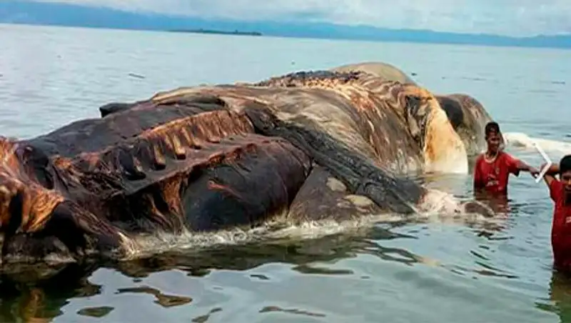 Тушу гигантского кальмара прибило к берегу в Индонезии 