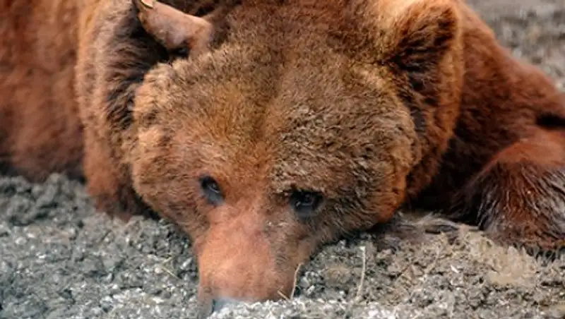 Двухметровый американец избил медведя за нападение на его собаку