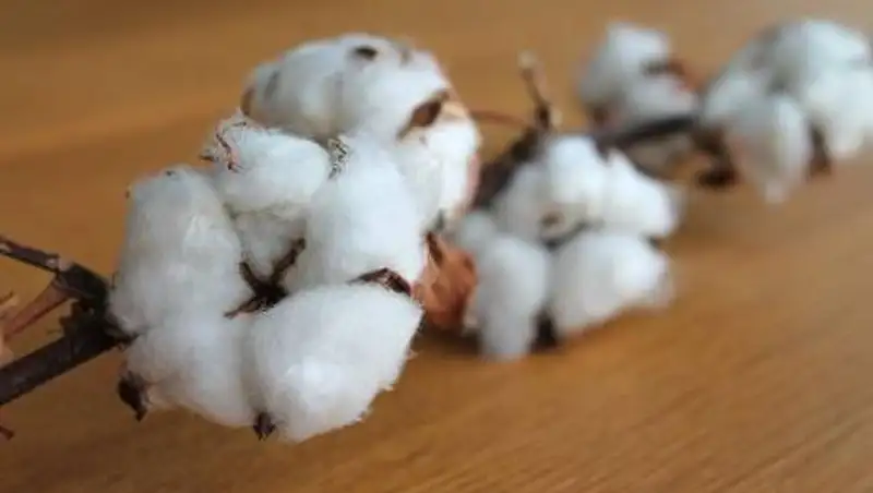 Токаев подписал изменения в закон о хлопковой отрасли