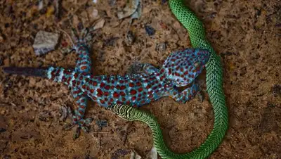 Zakon.kz, фото - Новости Zakon.kz от 17.11.2017 08:35