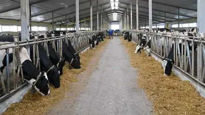 В СКО запустили новую молочную ферму, фото - Новости Zakon.kz от 06.11.2023 16:43