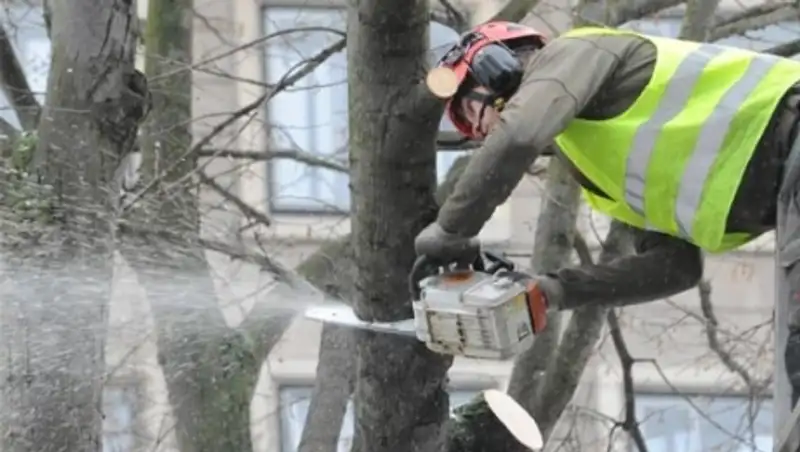 Алматыда а&#1171;аштарды санитарлы&#1179; кесу ж&#1201;мыстары басталды