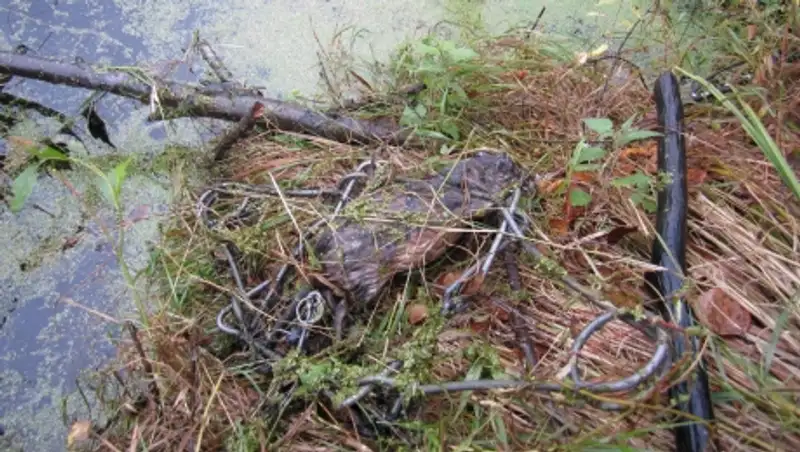 133 шкурки ондатры изъяли полицейские Алматинской области у браконьера