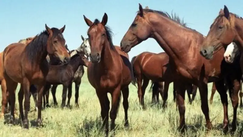 В Жамбылской области отмечено снижение краж скота