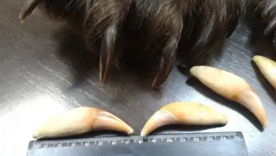 Zakon.kz, фото - Новости Zakon.kz от 30.03.2016 18:59