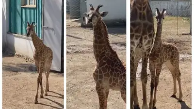 имя жираф зоопарк Алматы, фото - Новости Zakon.kz от 26.09.2022 10:34