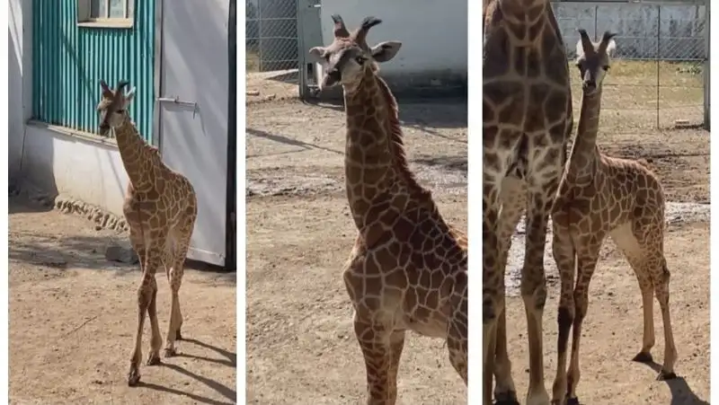 Жирафенку из зоопарка Алматы выбрали имя