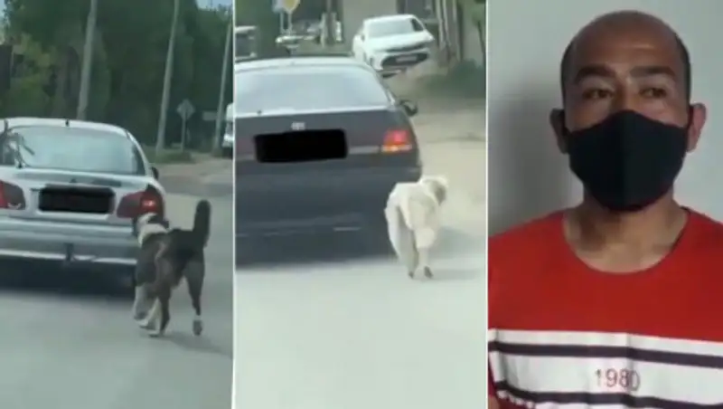 Алматинца, привязавшего к машине собаку, привлекли к ответственности