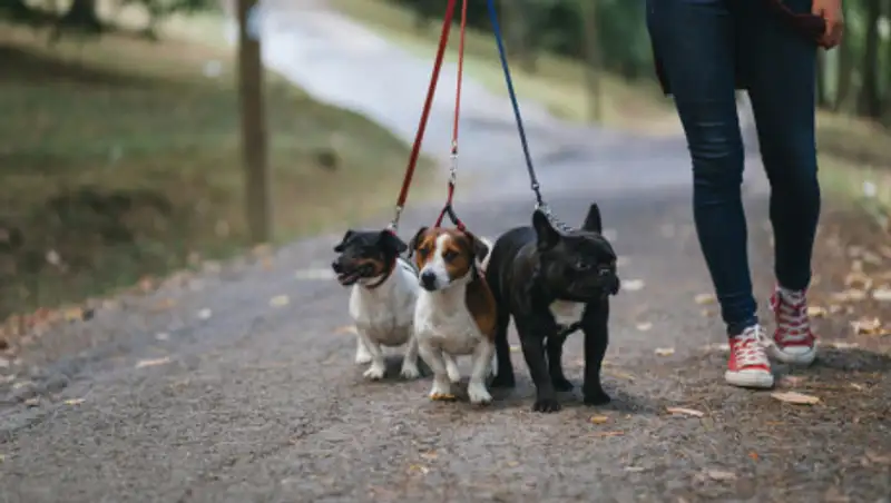 Выгул домашних животных будет разрешен только около домов