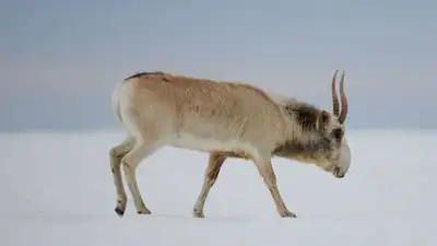 В Казахстане планируют одомашнить сайгаков, фото - Новости Zakon.kz от 31.01.2023 03:29