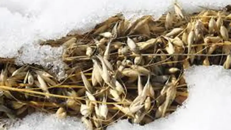 Фермеры оставляют под снегом тысячи гектаров с пшеницей