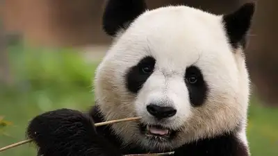 животное, фото - Новости Zakon.kz от 09.11.2023 00:09