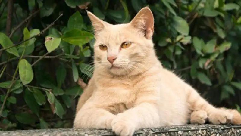 В России убили 12 котов-артистов